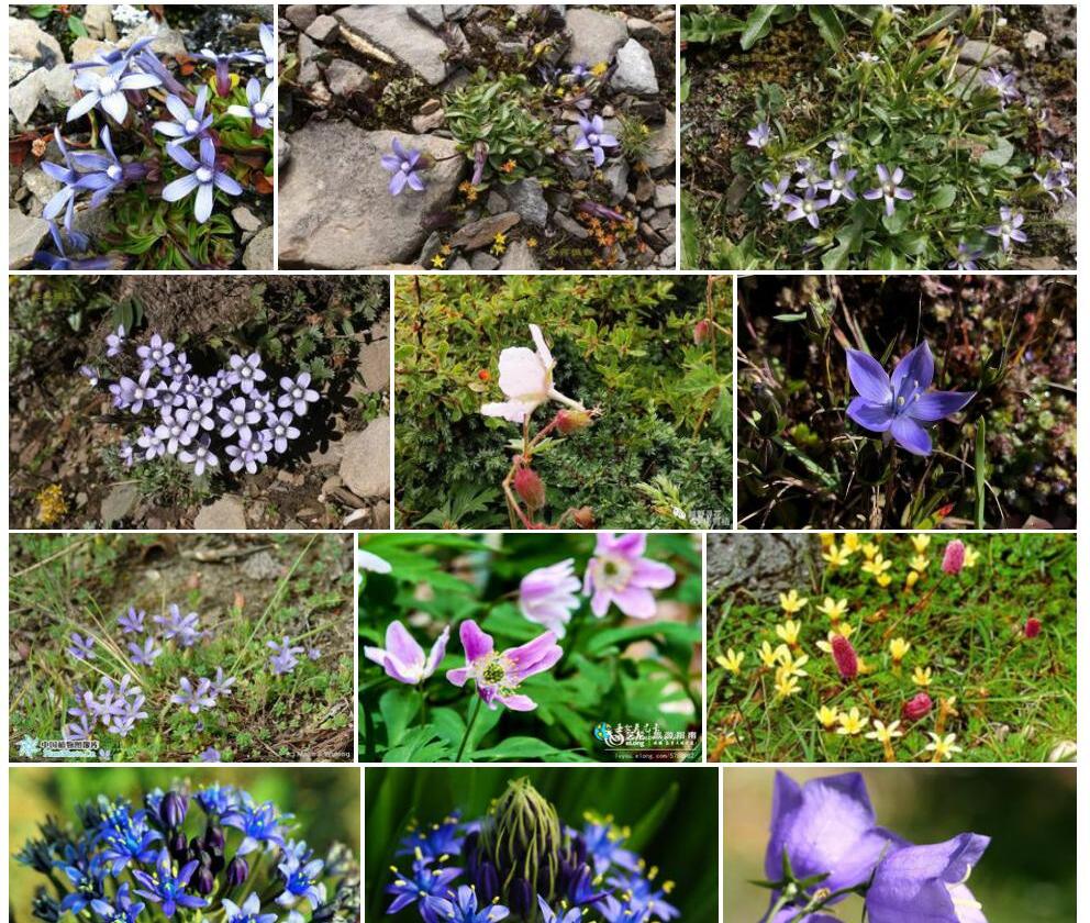 蓝钟喉毛花照片和图片/