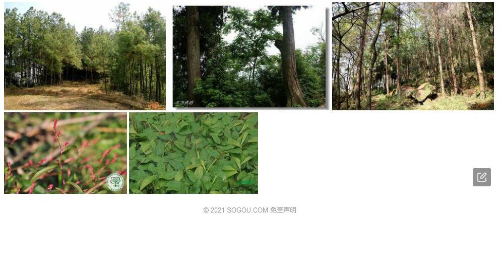 蓼叶远志照片和图片/