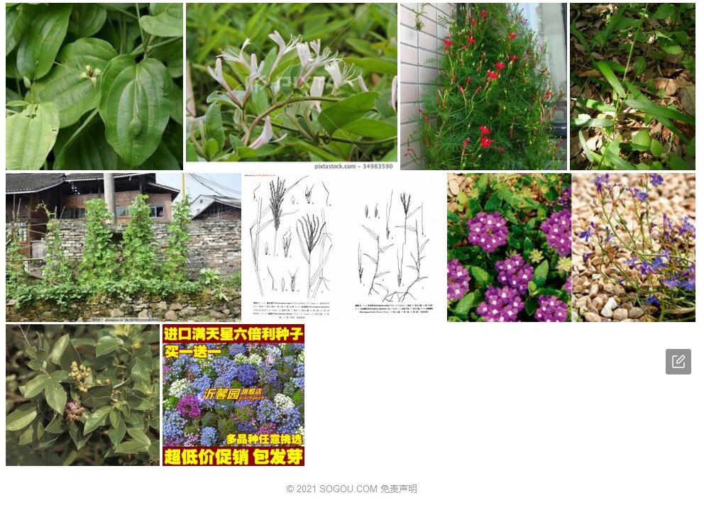 蔓生莠竹照片和图片/
