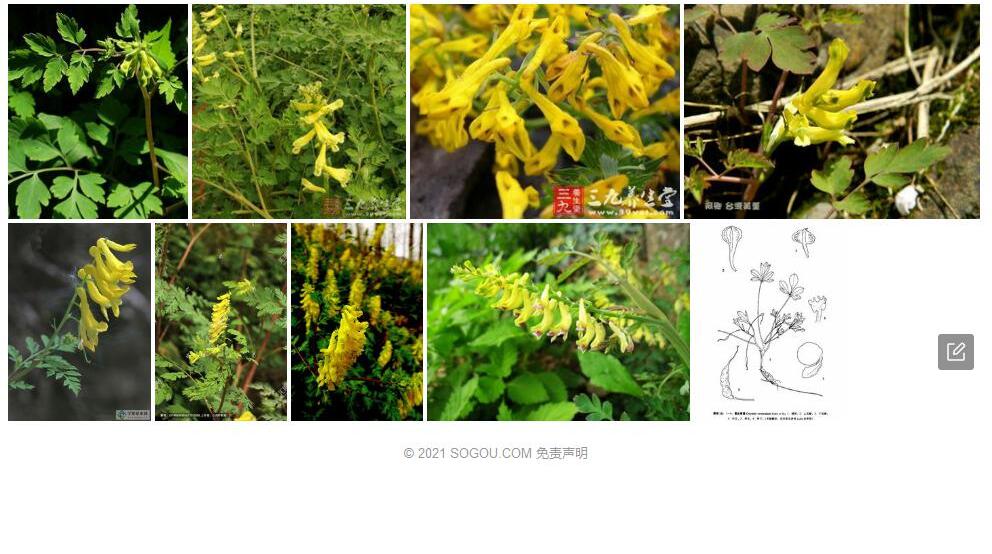 蔓生黄堇照片和图片/