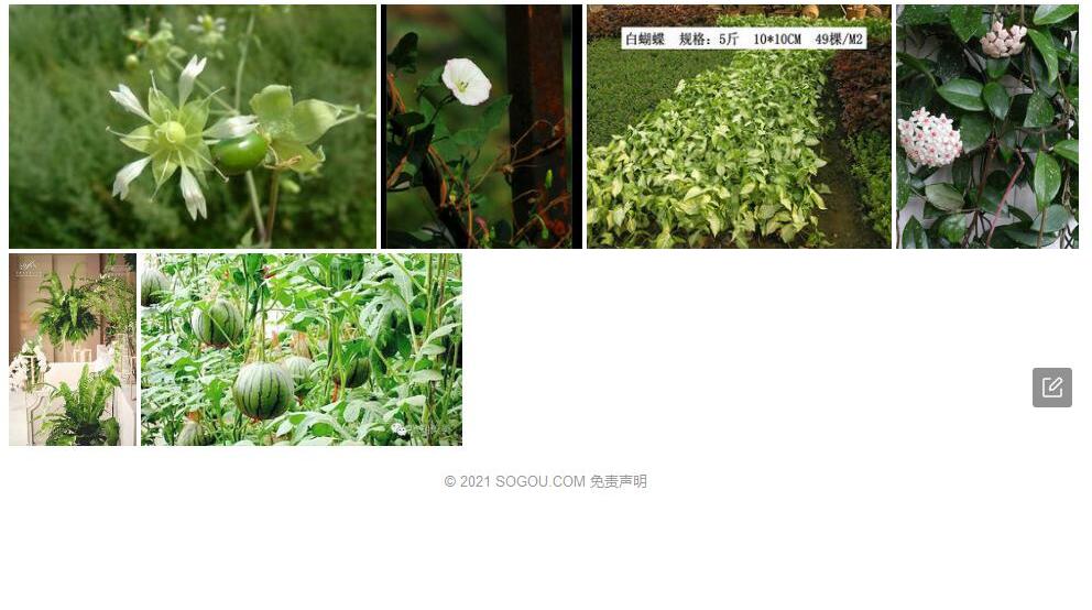 蔓白前照片和图片/