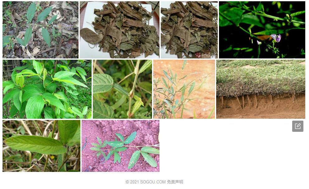 蔓茎葫芦茶照片和图片/