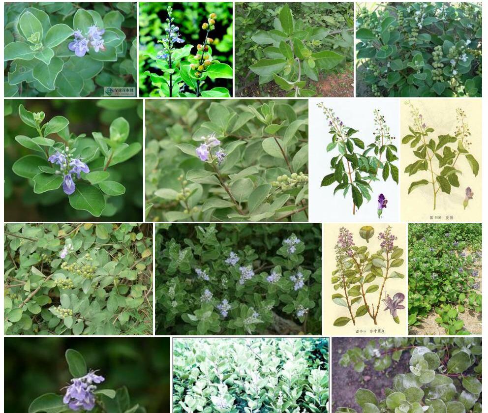 蔓荆照片和图片/