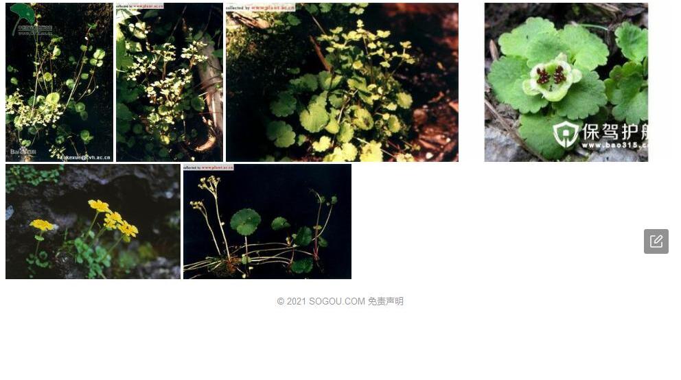 蔓金腰照片和图片/
