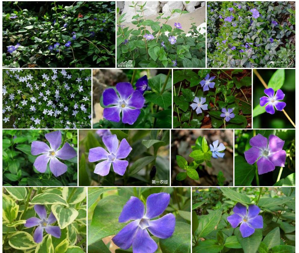 蔓长春花照片和图片/