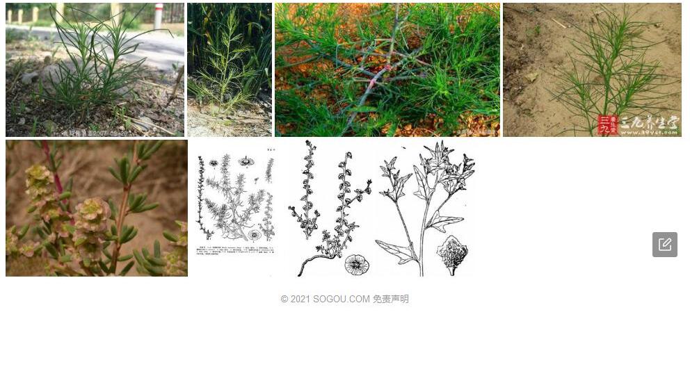 蔷薇猪毛菜照片和图片/
