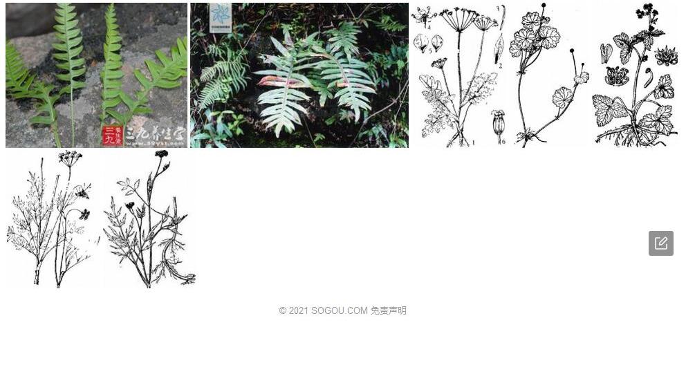 蕨叶小芹照片和图片/