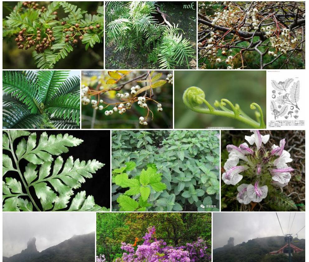 蕨叶花楸照片和图片/
