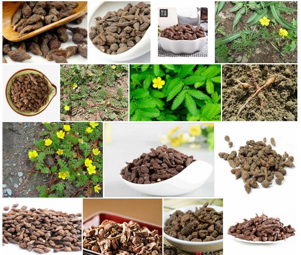蕨麻照片和图片/