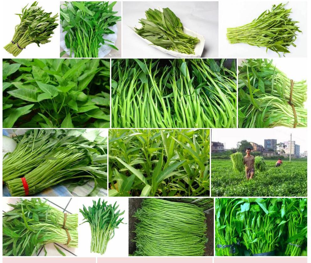 蕹菜照片和图片/