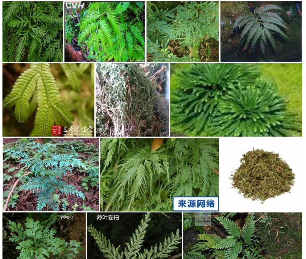 薄叶卷柏照片和图片/