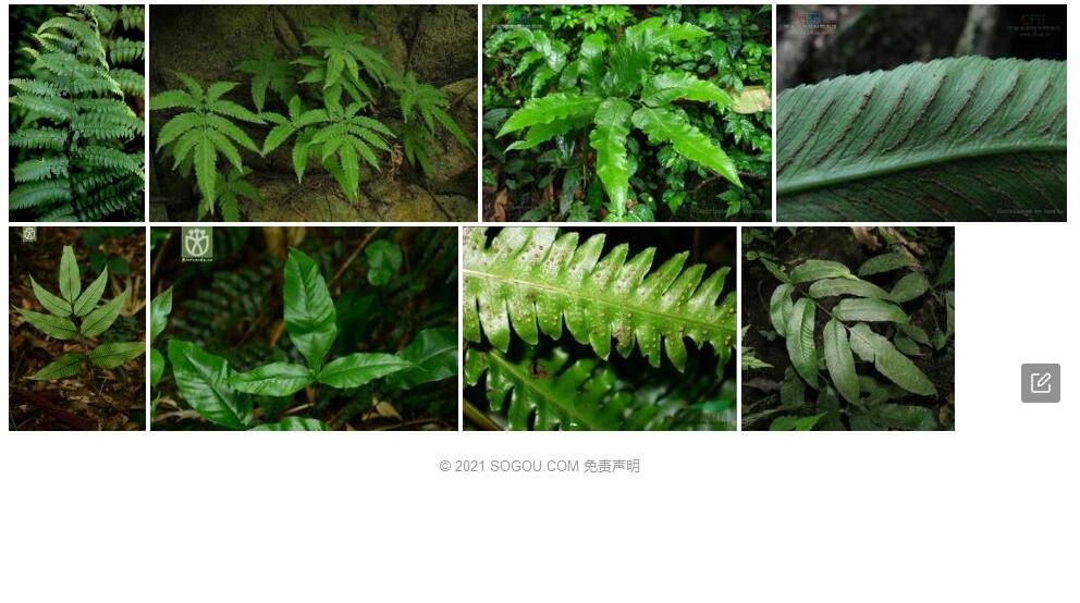 薄叶双盖蕨照片和图片/
