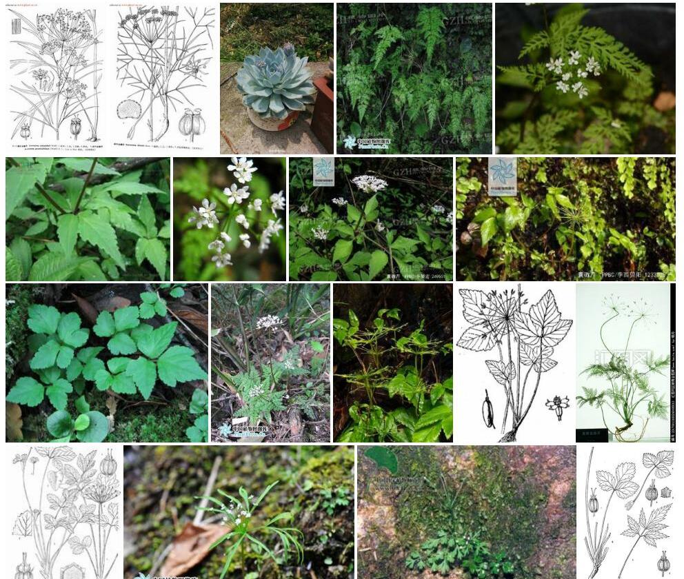 薄叶囊瓣芹照片和图片/