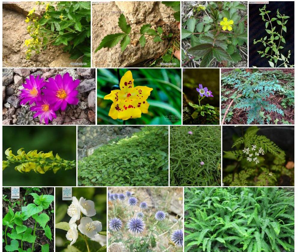 薄叶委陵菜照片和图片/