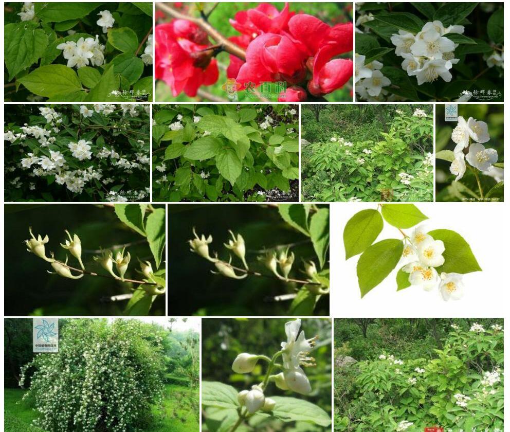 薄叶山梅花照片和图片/
