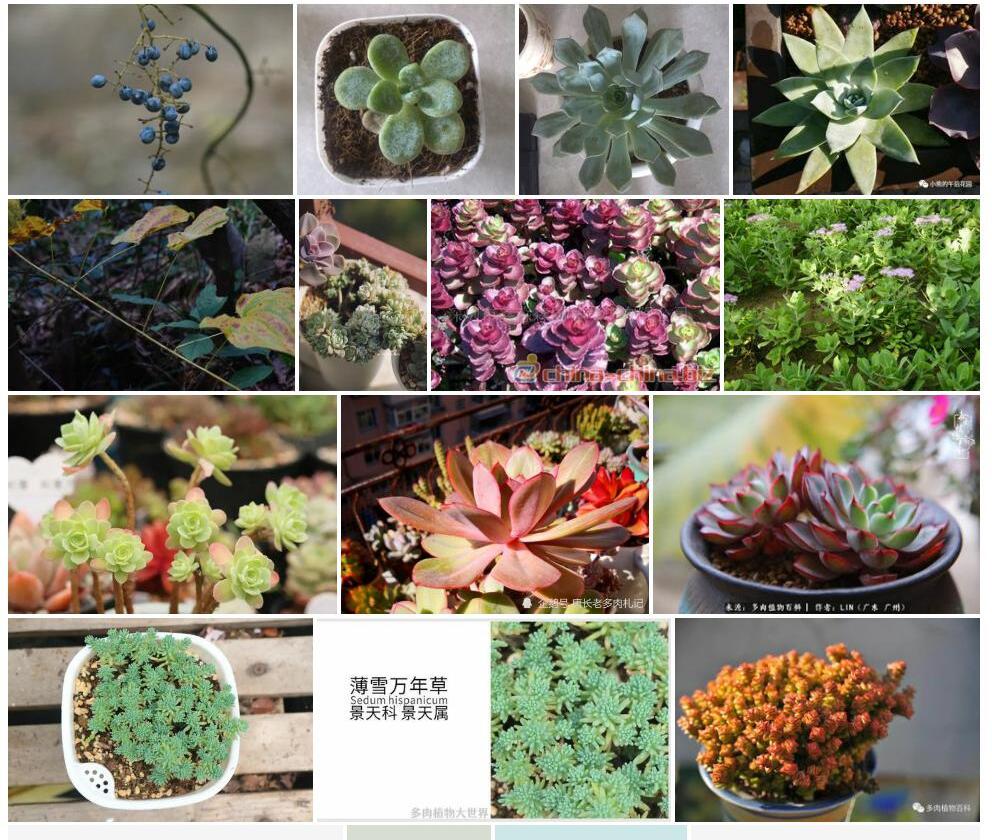 薄叶景天照片和图片/