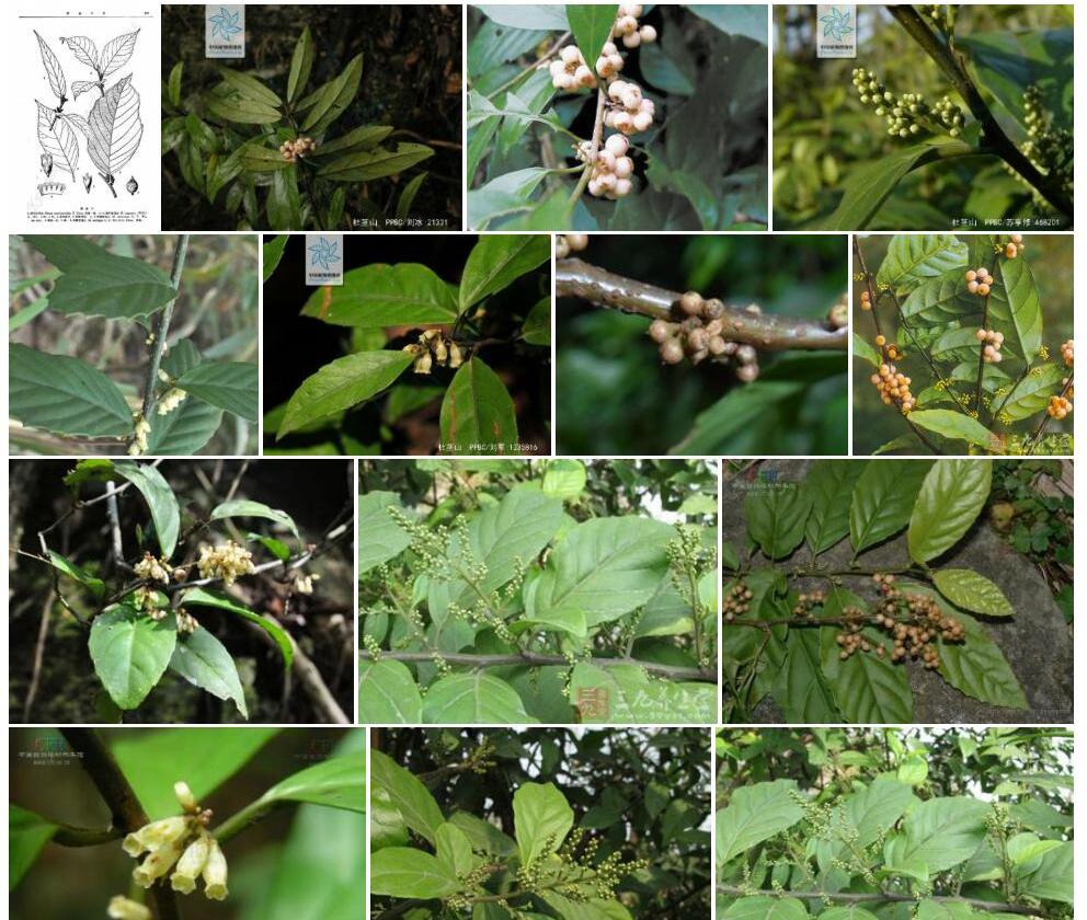 薄叶杜茎山照片和图片/