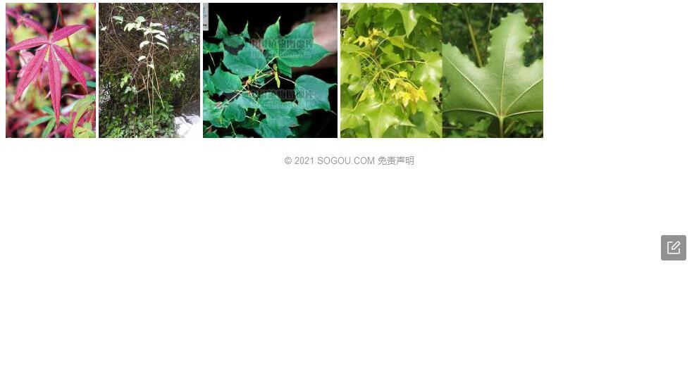 薄叶槭照片和图片/