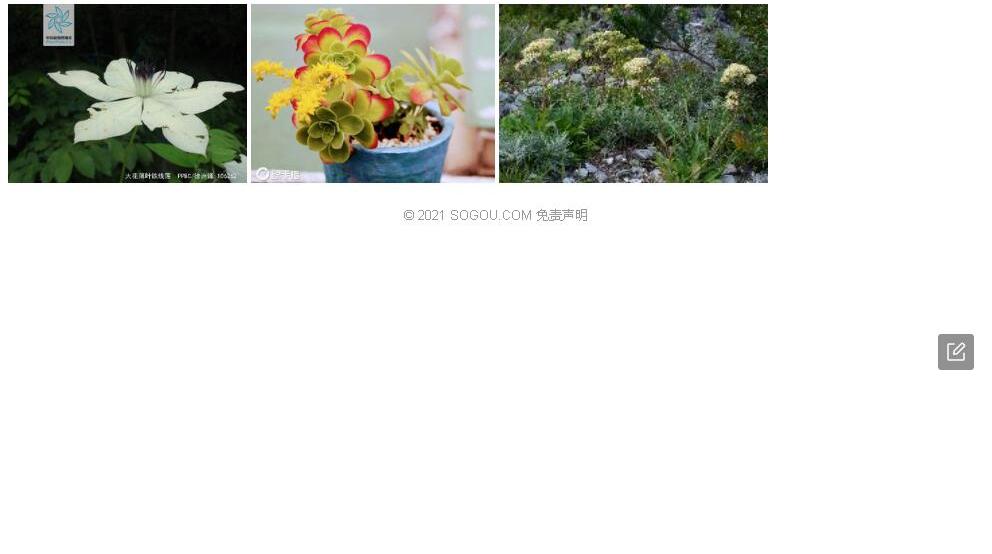 薄叶玉心花照片和图片/