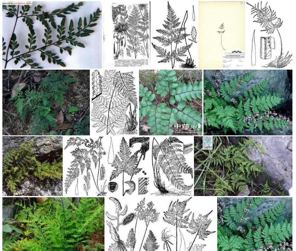 薄叶碎米蕨照片和图片/