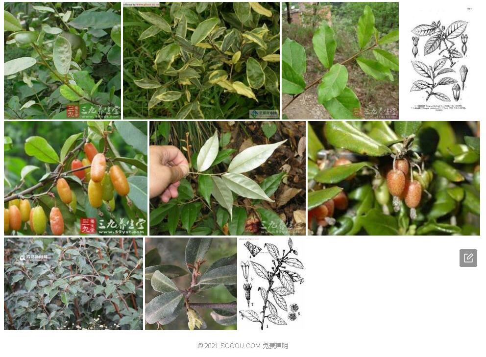 薄叶胡颓子照片和图片/