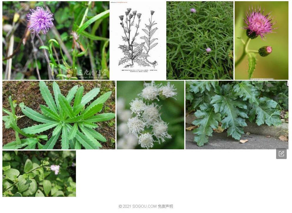 薄叶蓟照片和图片/
