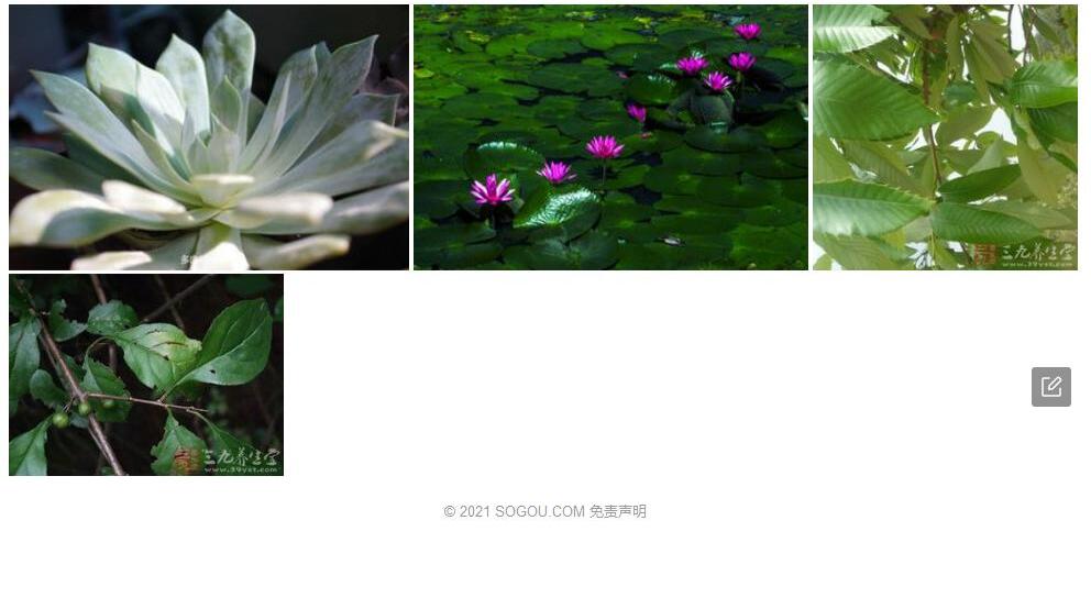 薄叶蕈树照片和图片/