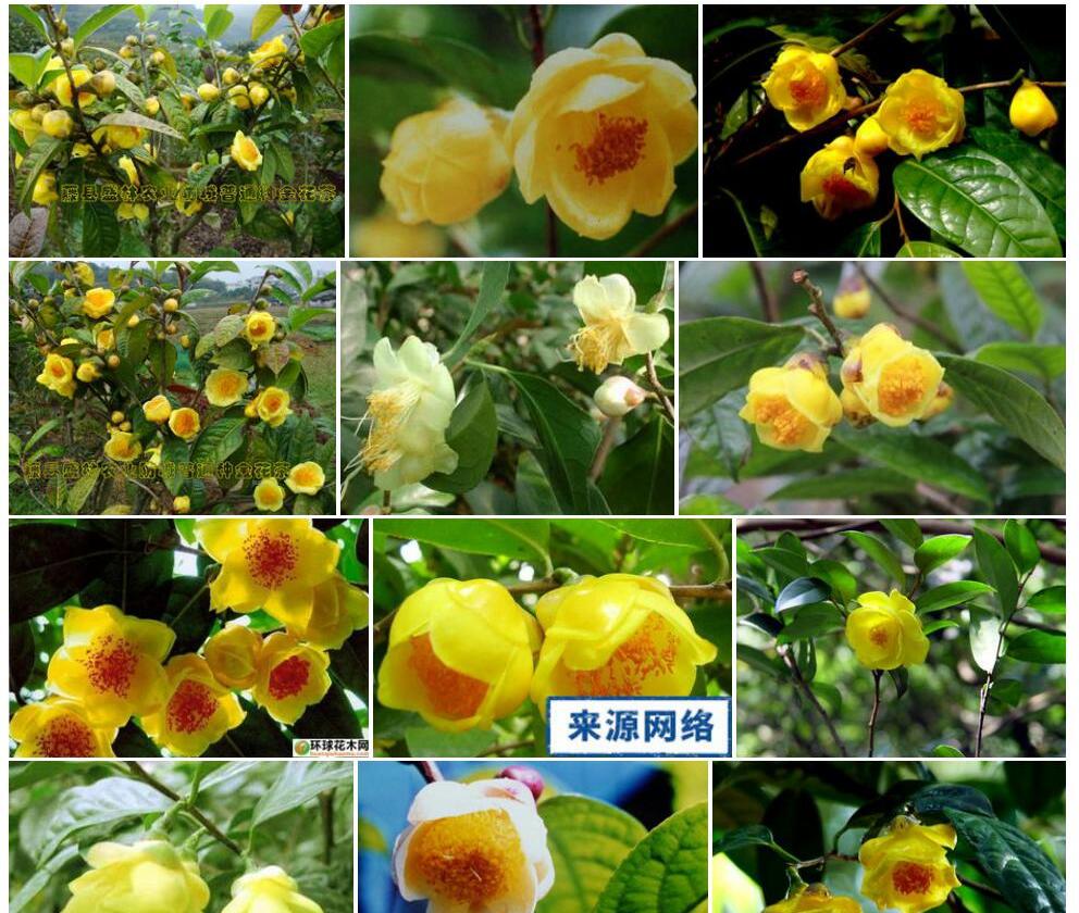 薄叶金花茶照片和图片/