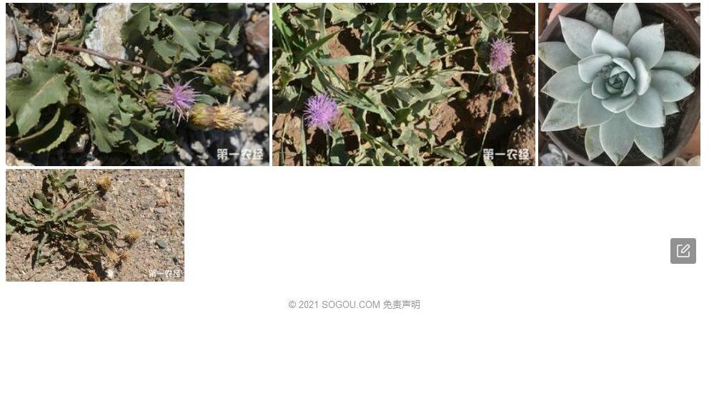 薄叶麻花头照片和图片/