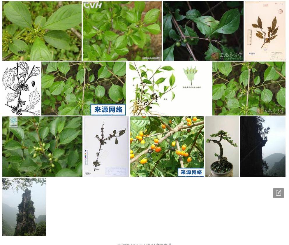 薄叶鼠李照片和图片/