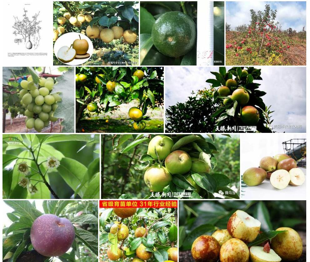 薄果荠照片和图片/