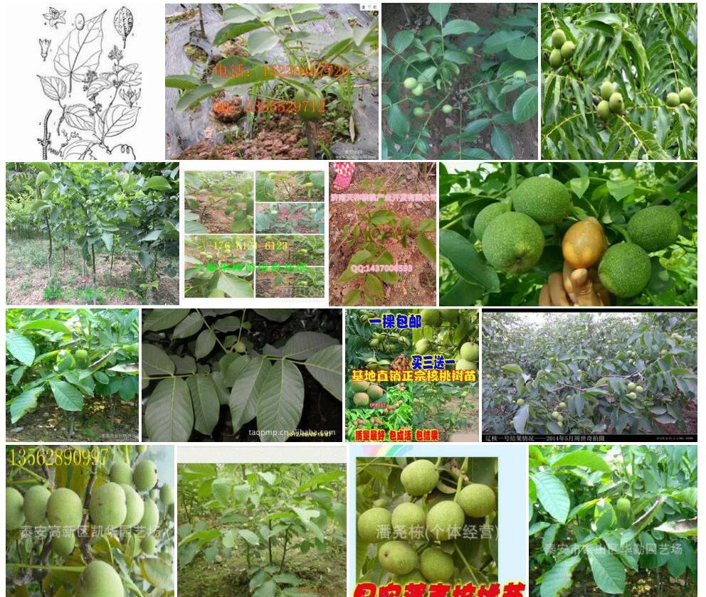 薄核藤照片和图片/