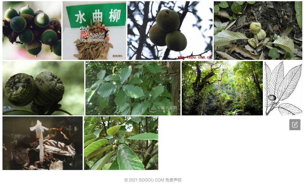 薄片青冈照片和图片/