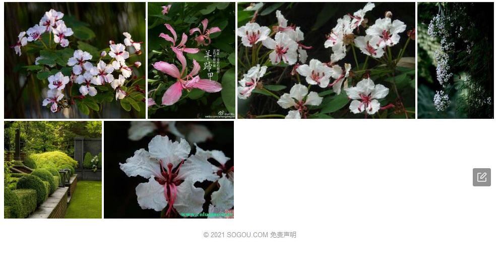 薄荚羊蹄甲照片和图片/