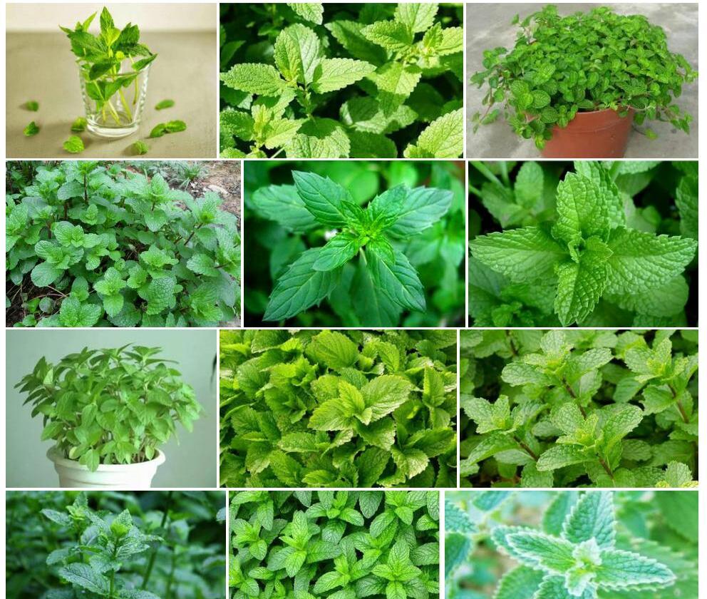 薄荷照片和图片/