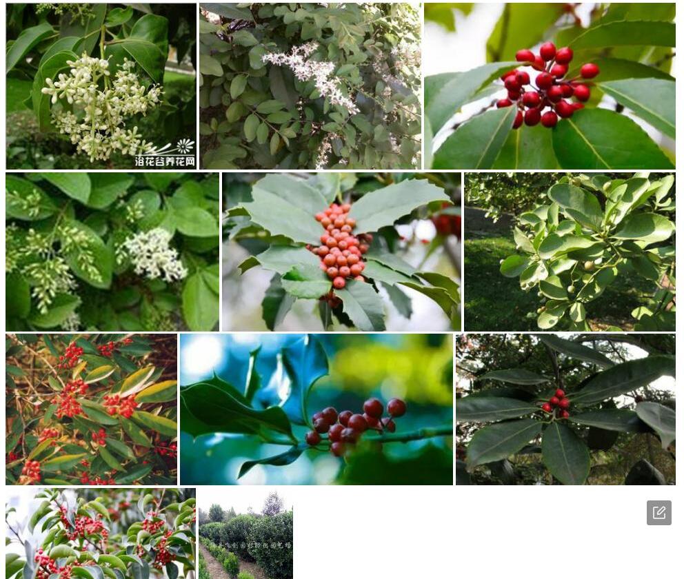 薄革叶冬青照片和图片/
