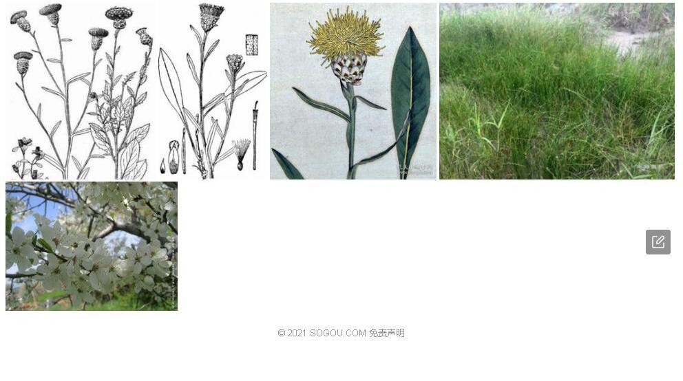 薄鳞菊照片和图片/
