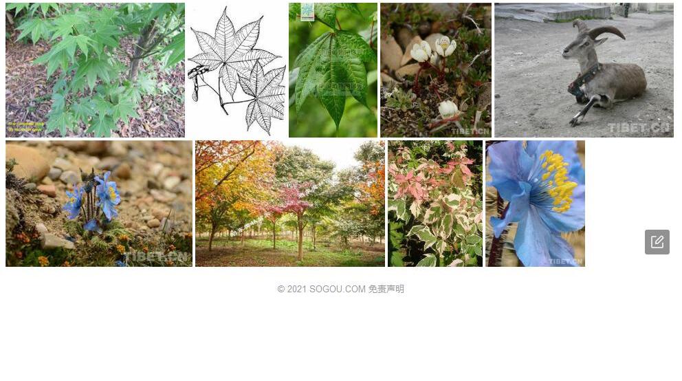 藏南槭照片和图片/