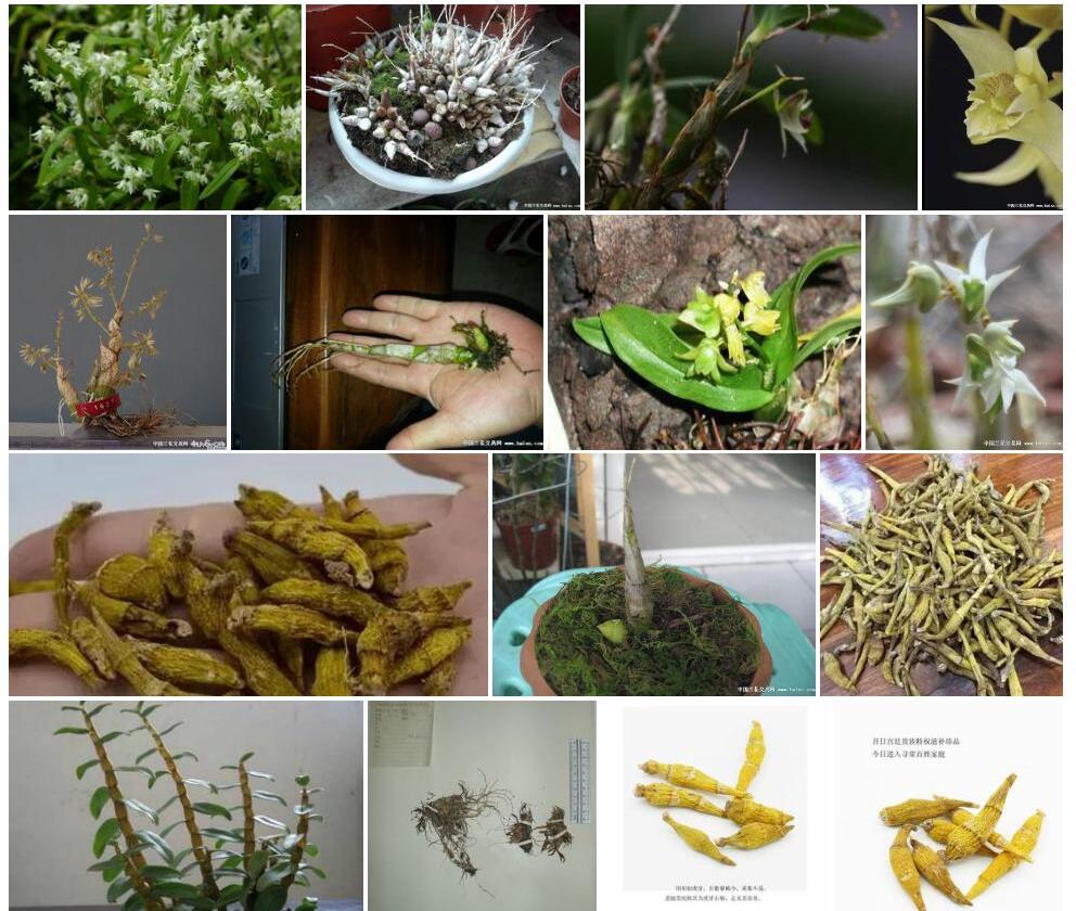 藏南石斛照片和图片/