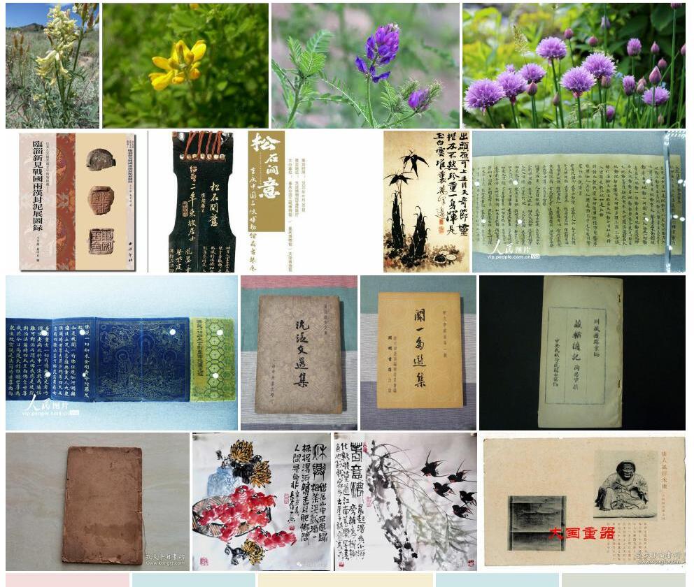 藏新黄耆照片和图片/