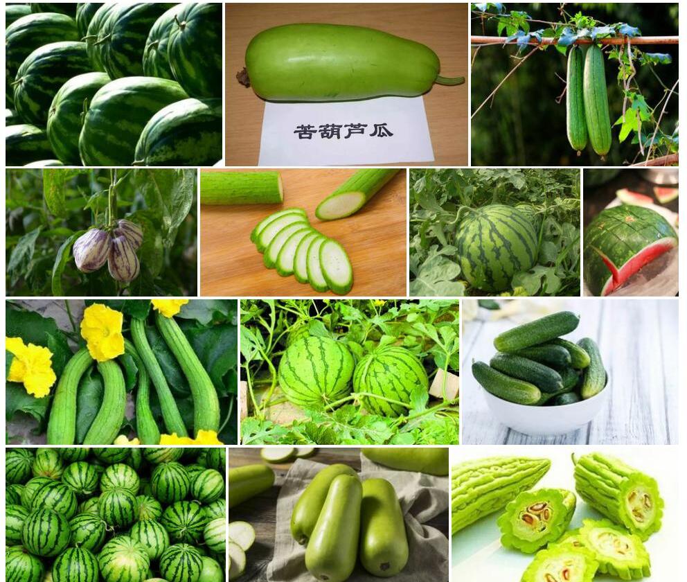 藏棒锤瓜照片和图片/