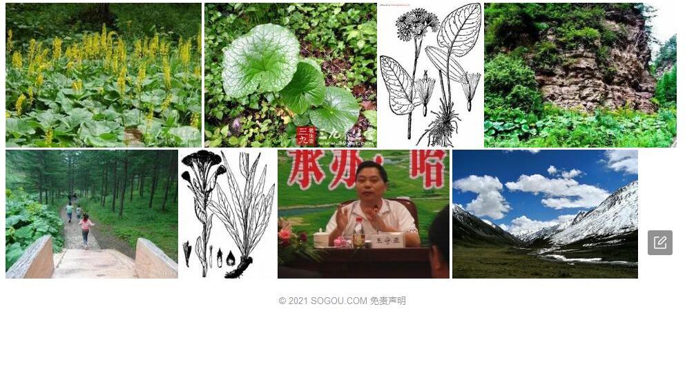 藏橐吾照片和图片/