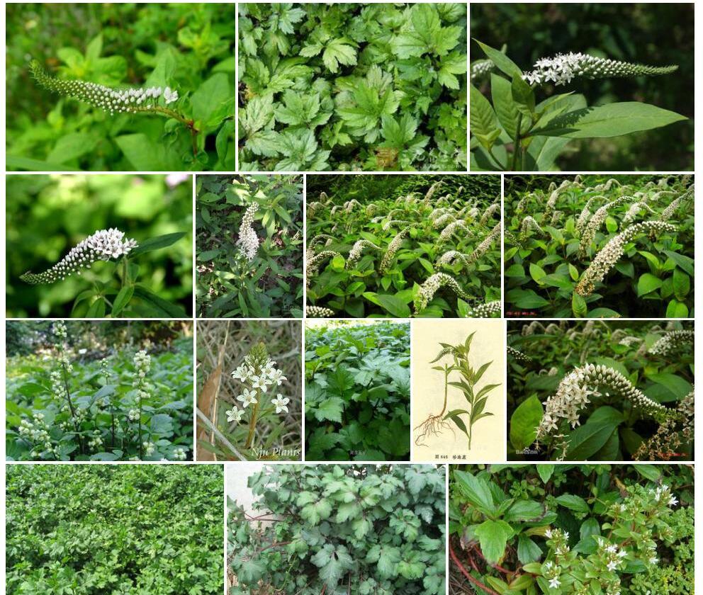 藏珍珠菜照片和图片/