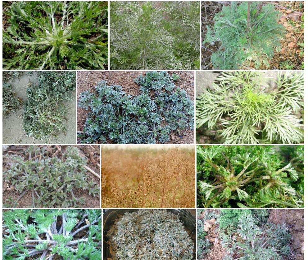 藏白蒿照片和图片/