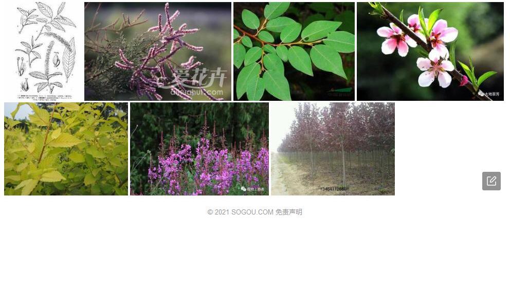 藏紫枝柳照片和图片/