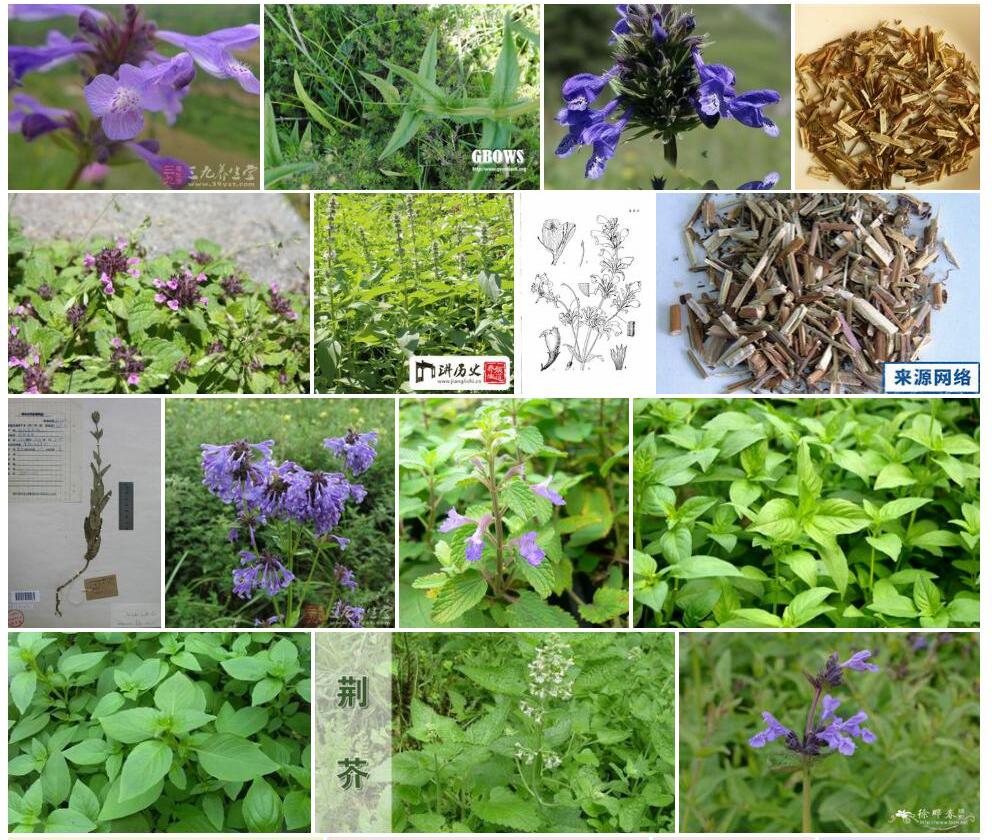 藏荆芥照片和图片/