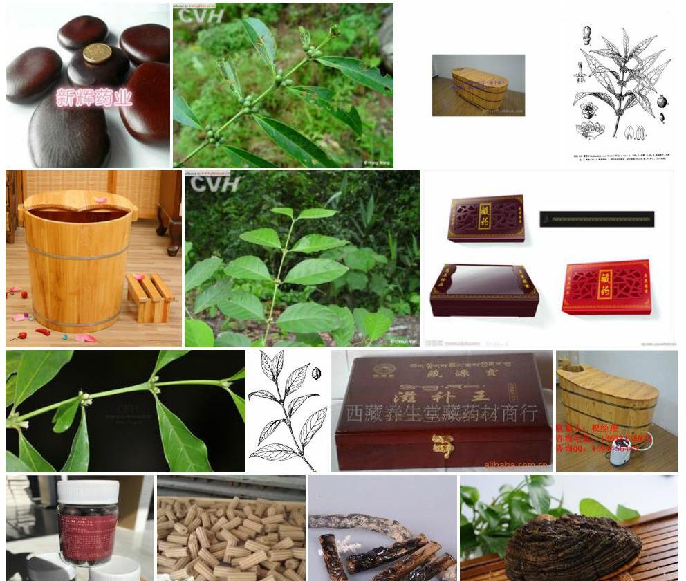 藏药木照片和图片/
