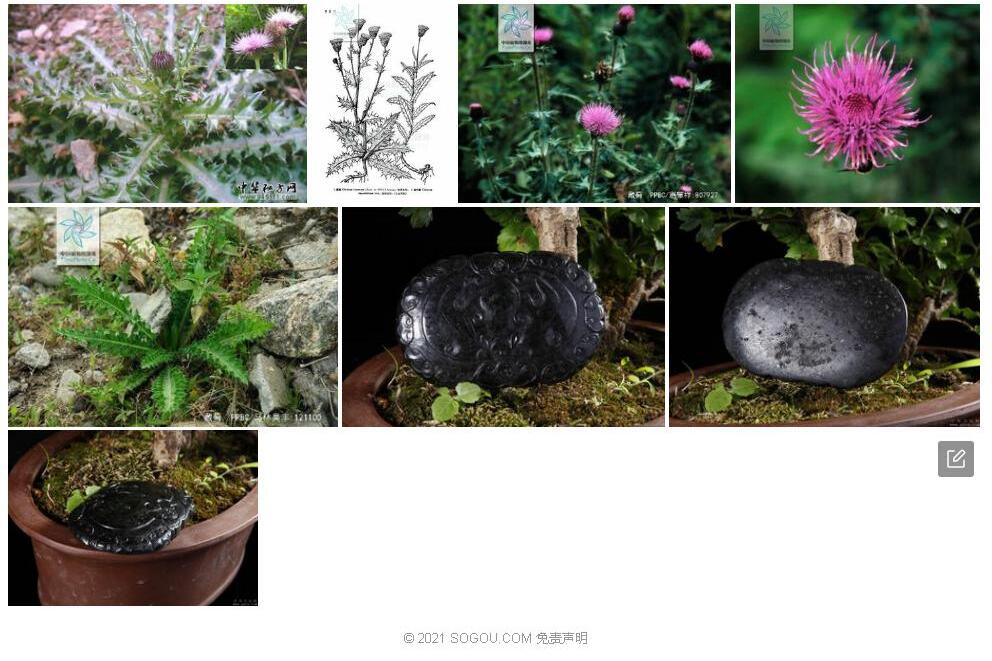 藏蓟照片和图片/