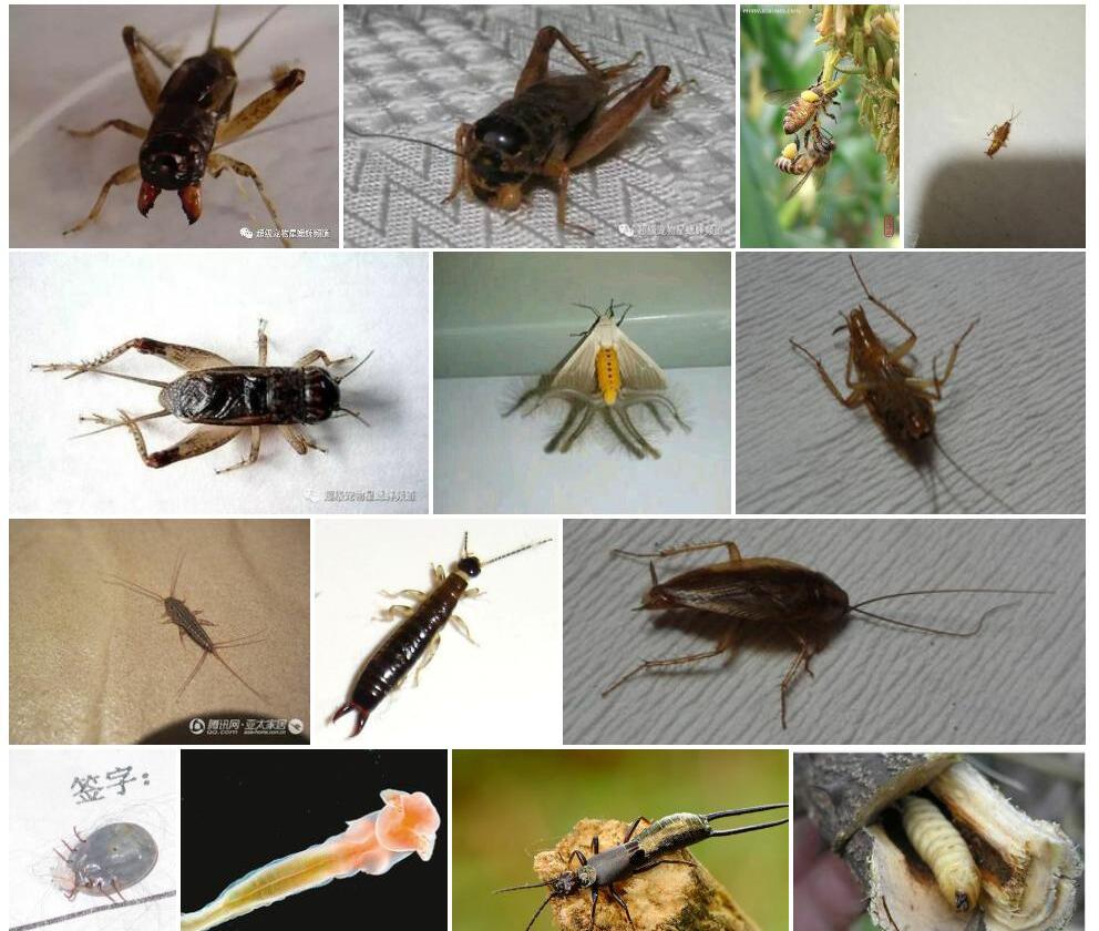 藏虫实照片和图片/
