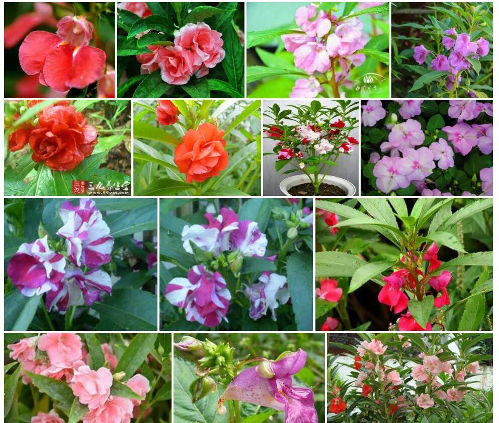 藏西凤仙花照片和图片/